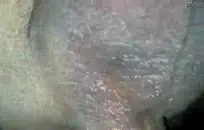 حشو بانتي بلعبة ضخمة.