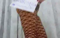 تنزيل فديوaflam sixx