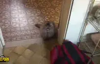 شعر الأبنوس مع الدهون الجسم الملاعين بوسها ضيق.